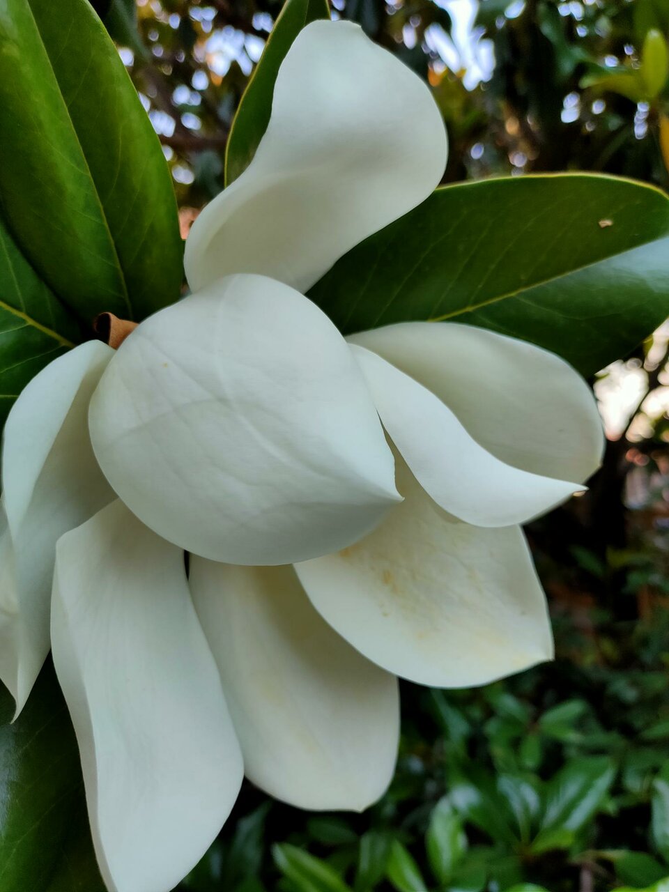 Гостиница Кипарис Геленджик-115