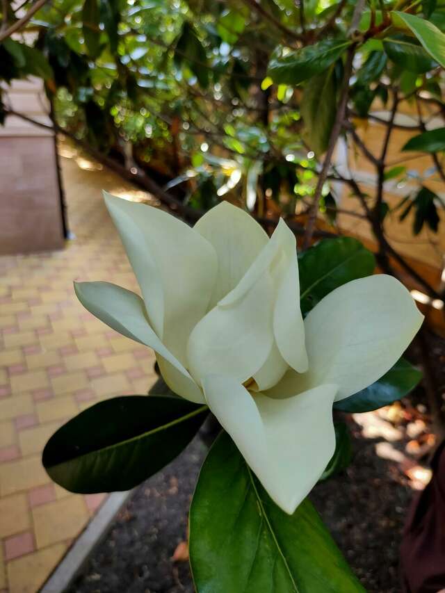 Гостиница Кипарис Геленджик-97