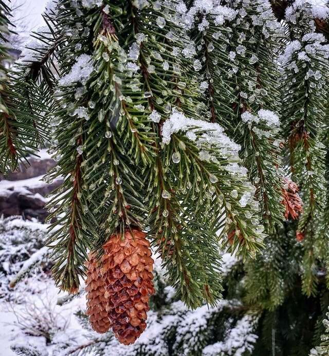 Гостиница Кипарис Геленджик-99