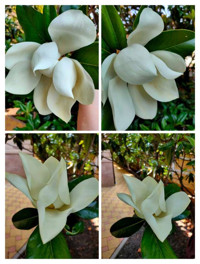 Гостиница Кипарис Геленджик-111